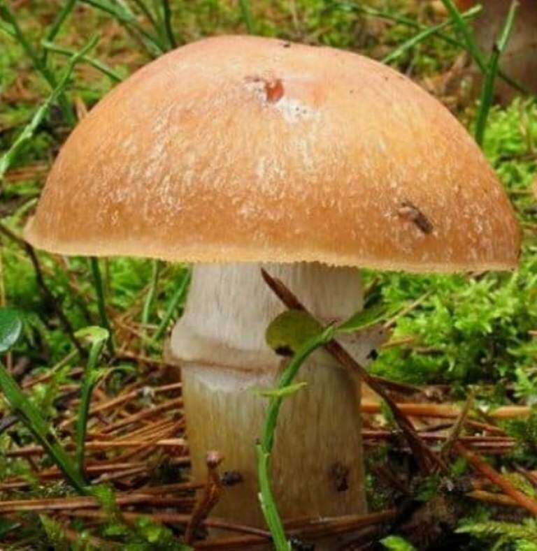 КОЛПАК КОЛЬЧАТЫЙ