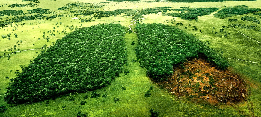 Защитить окружающую среду можете только вы!