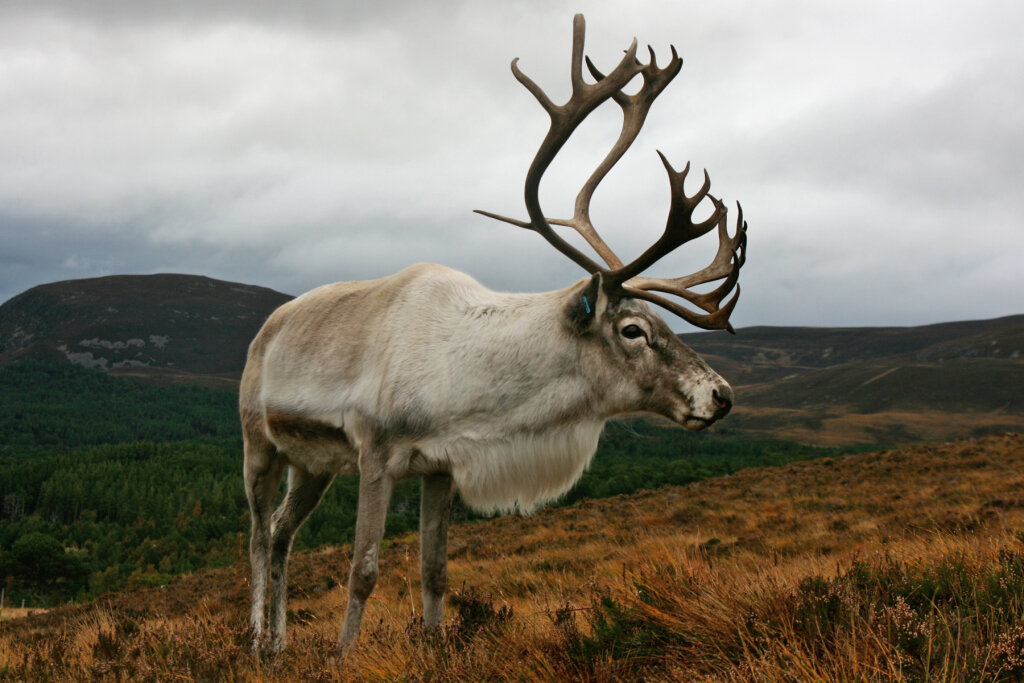 Источник фото: UK - Cairngorm Reindeer htts://cairngormreindeer.wordpress.com