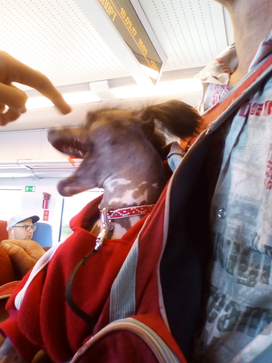 Не любит  когда пальцами в морду лезут, Ну , мне б, допустим, тоже не понравилось, если б кто-то чужой руки тянул ко мне.