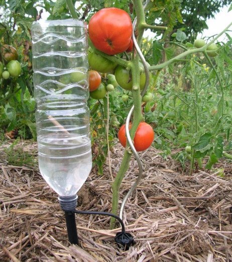 Надо ли поливать помидоры во время созревания