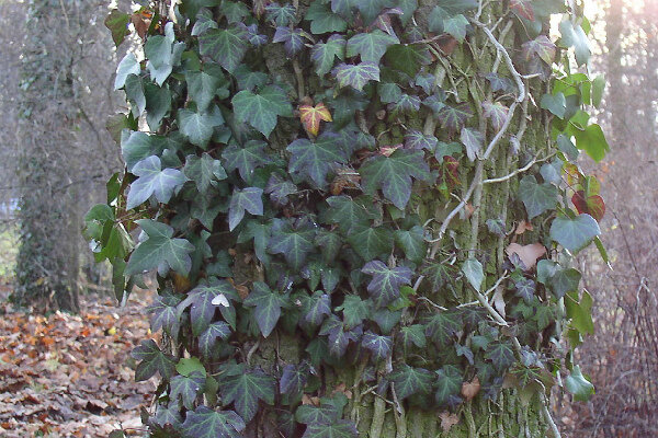 Источник: https://yandex.ru/images