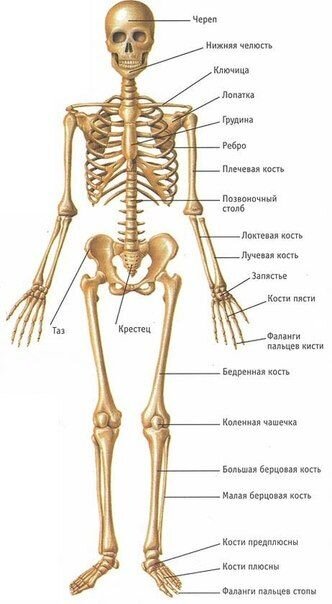 Анатомия нижней конечности в классической радиологии