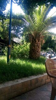 Любимое место отдыха под пальмой, город Шлеф (фото из  личного архива)