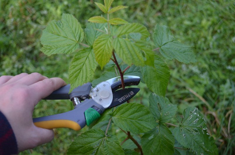 Обработать малину от вредителей. Чем обработать малину от тли. Противогрибковая обработка малины.