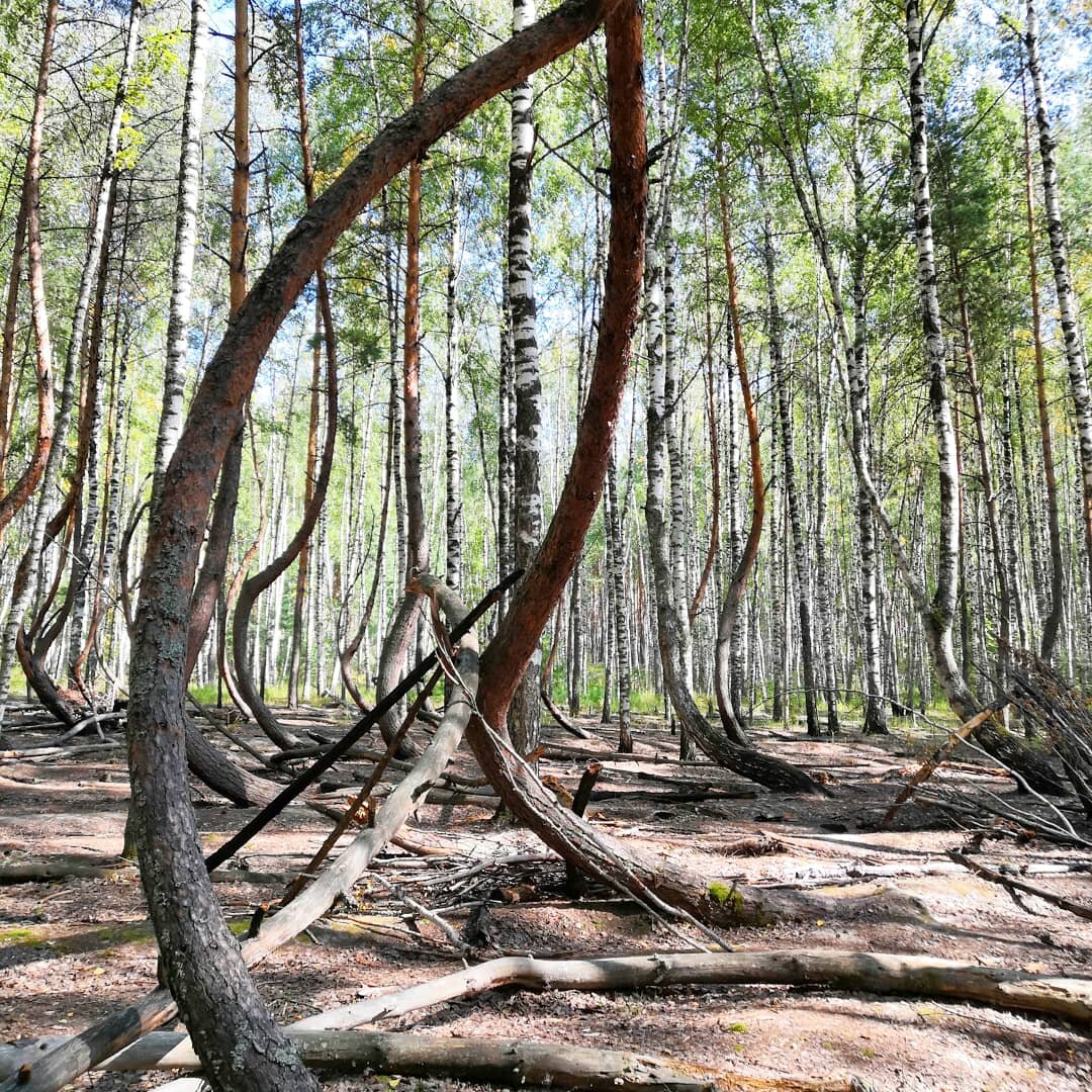 Рязанский лес фото. Аномальный лес Рязань. Реликтовый лес Рязань.