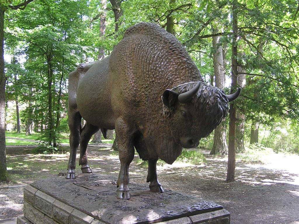 Беловежский зубр в Спале