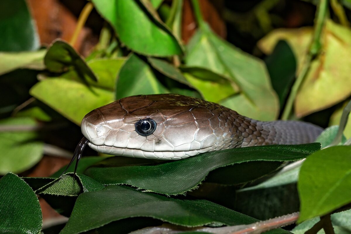 https://pixabay.com/photos/snake-venomous-snake-black-mamba-4180798/