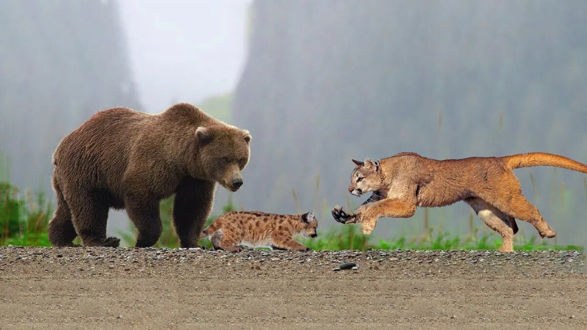 Кто сильнее пантера или медведь
