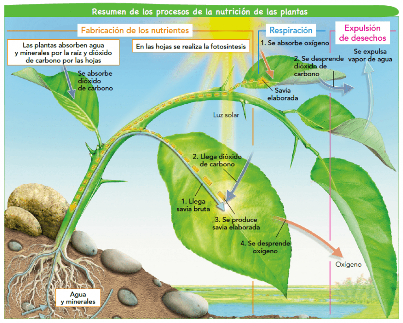 Las respiracion de las plantas