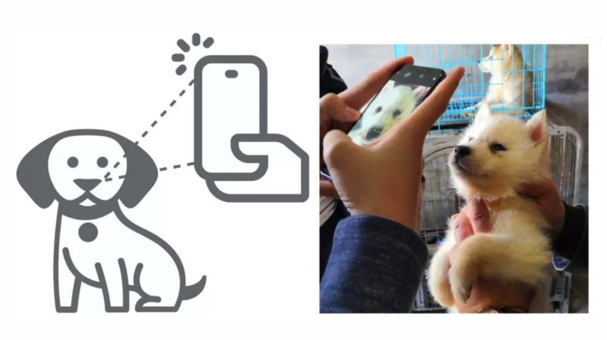 Источник картинки: https://yellrobot.com/dog-facial-recognition-megvii-ai-lost/