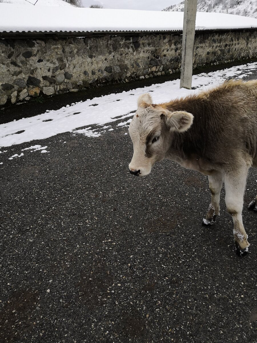 Встреча на дороге....коровы ходят...