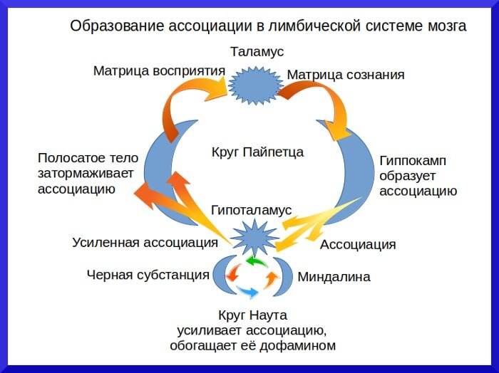 Образование ассоциации. Теория ассоциаций. Образование ассоциации картинки. Ассоциация образования символ.