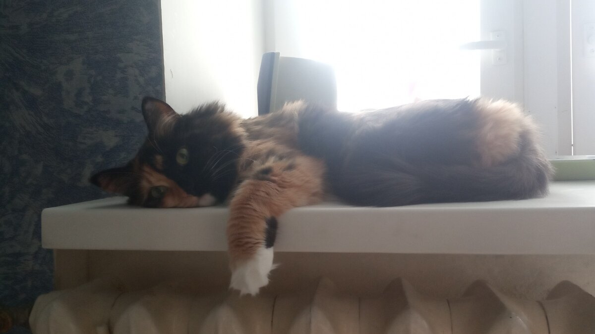 И кошка в строю