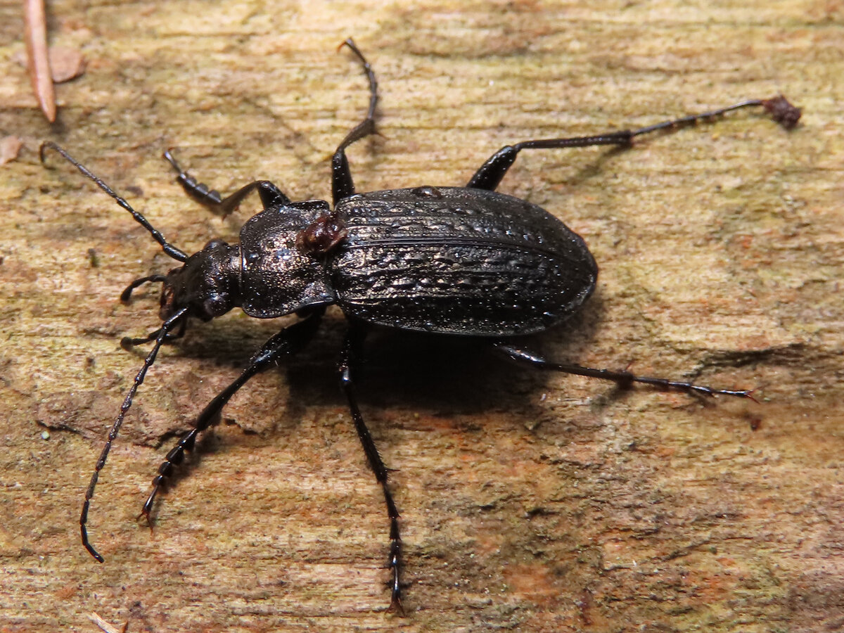 9 марта 2020, Радищево.