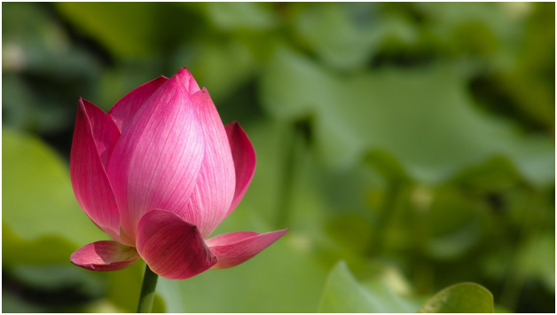 Изображение <a href="https://pixabay.com/ru/users/KIMsookhyun-1322264/?utm_source=link-attribution&amp;utm_medium=referral&amp;utm_campaign=image&amp;utm_content=949378">sookhyun KIM</a> с сайта <a href="https://pixabay.com/ru/?utm_source=link-attribution&amp;utm_medium=referral&amp;utm_campaign=image&amp;utm_content=949378">Pixabay</a> Изображение sookhyun KIM с сайта Pixabay бесплатная лицензия.