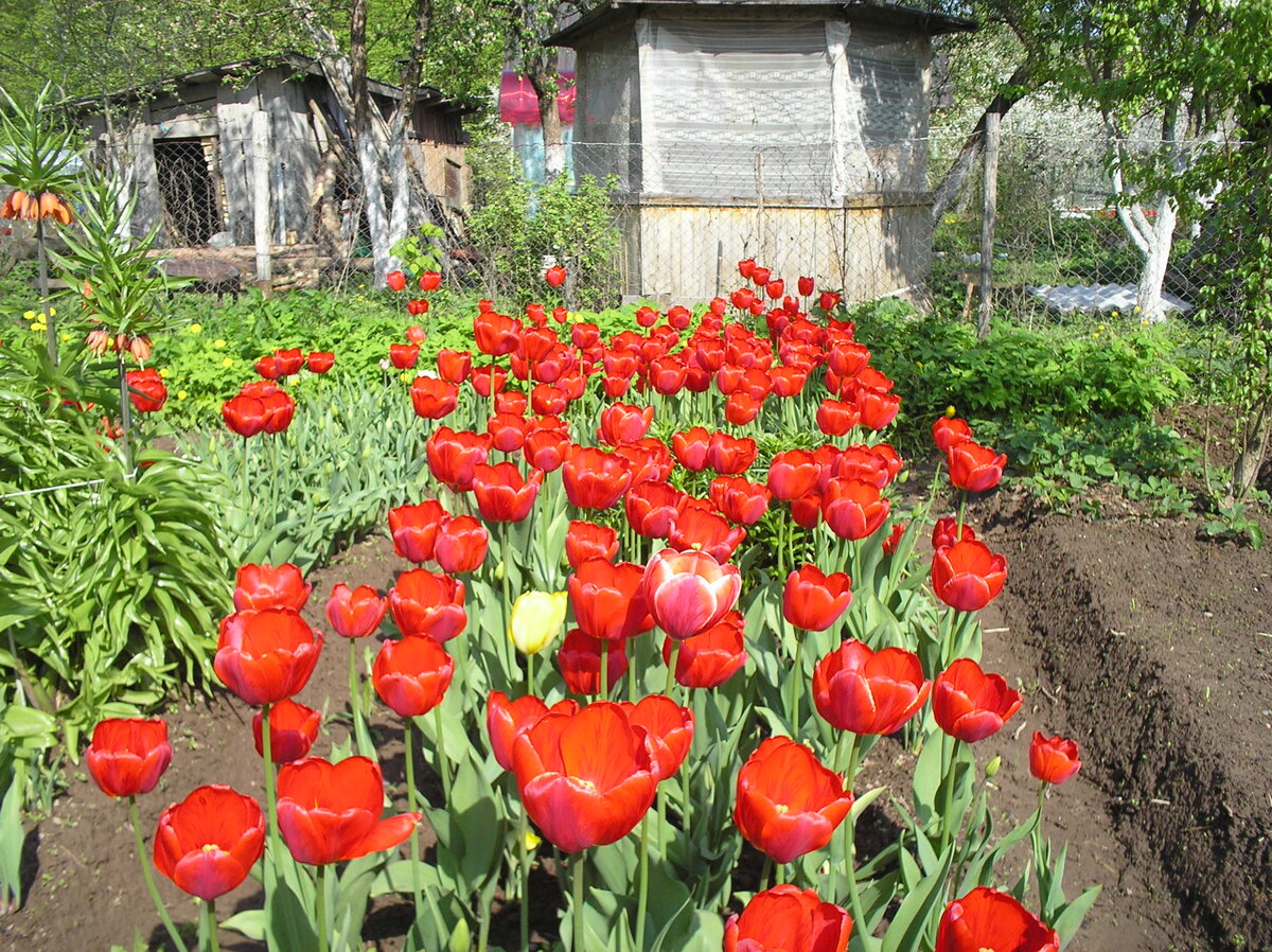 Бабушкины тюльпаны