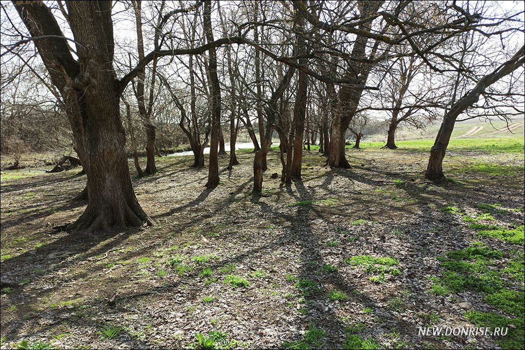 Дубовая рощица