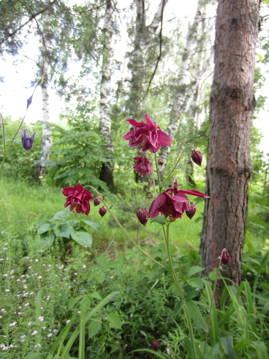 Аквилегия хорошо размножается самосевом