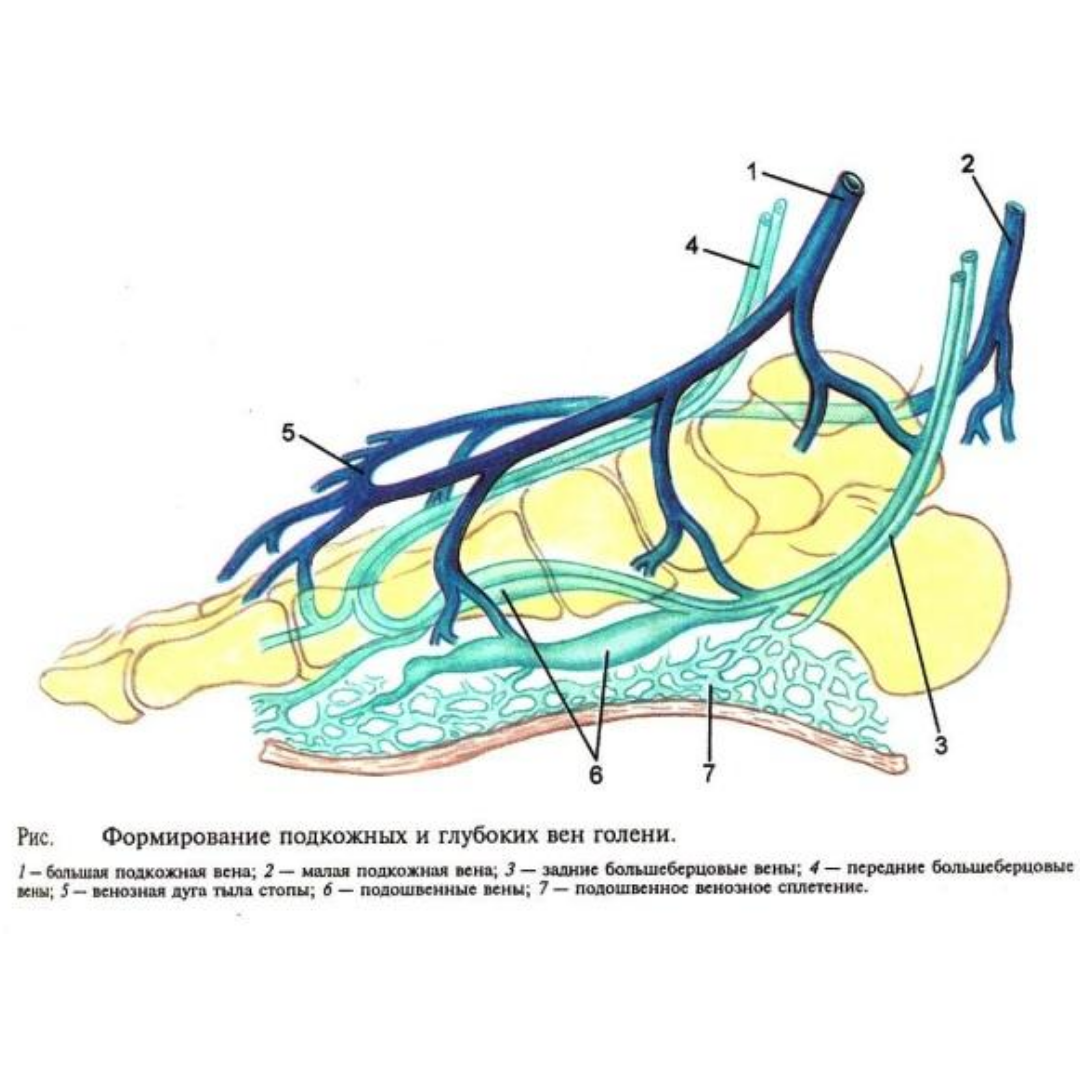 Дорсальная вена. Латеральная краевая Вена стопы. Подошвенная венозная дуга.