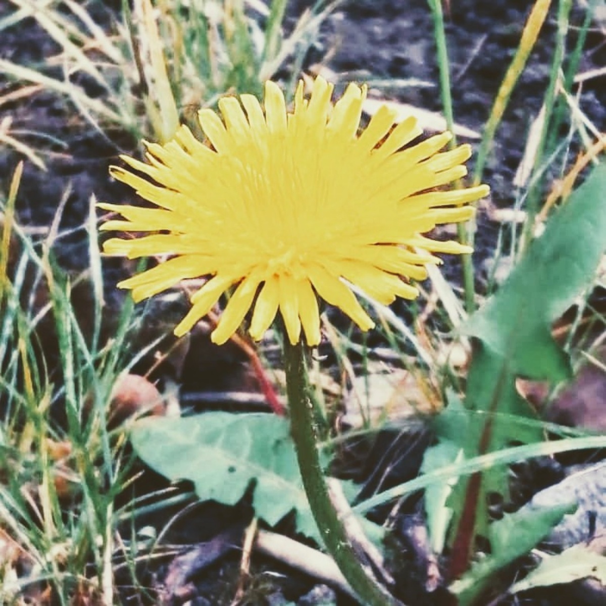 "Мой весенний цветочек"