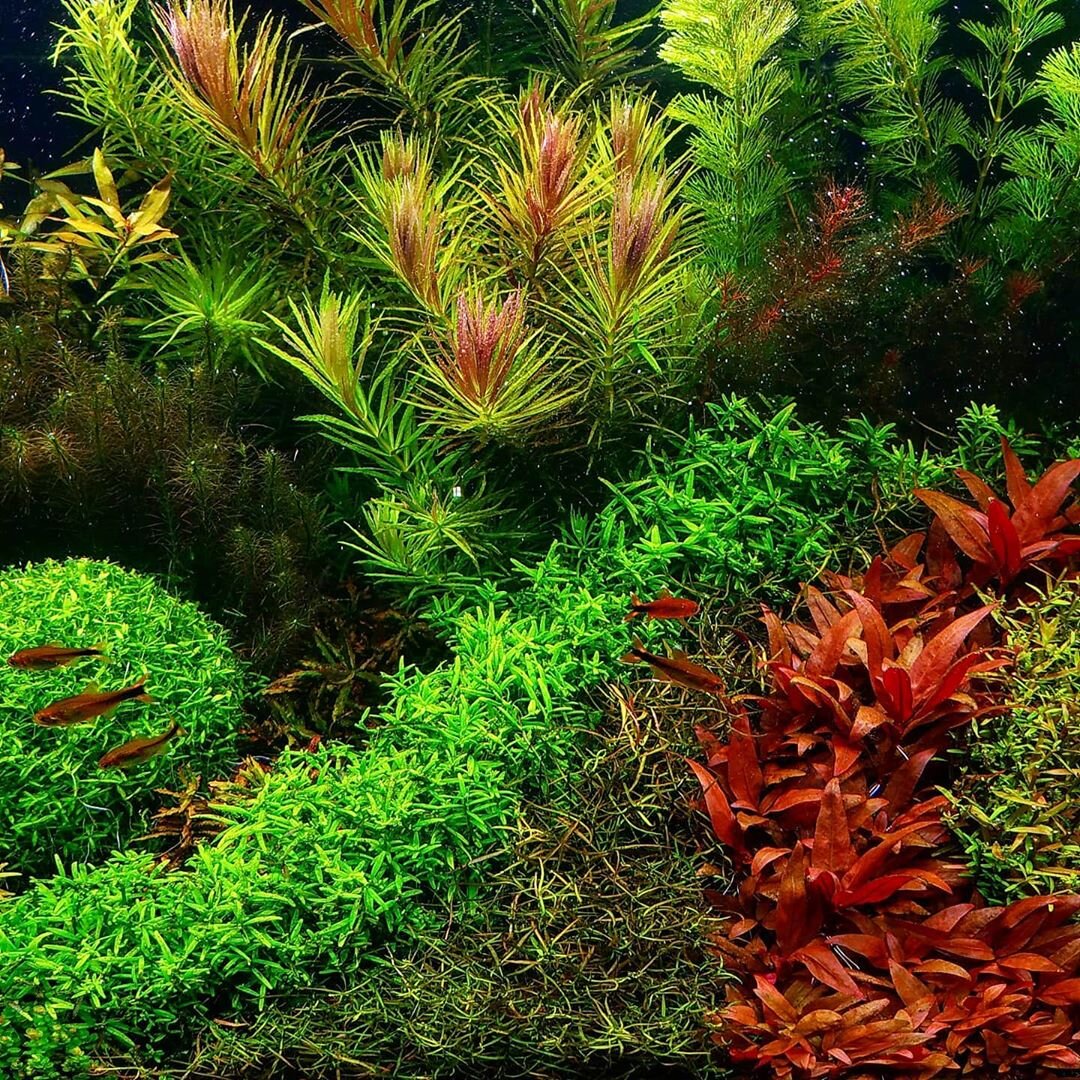 Голландский стиль аквариума (Dutch Aquascaping)