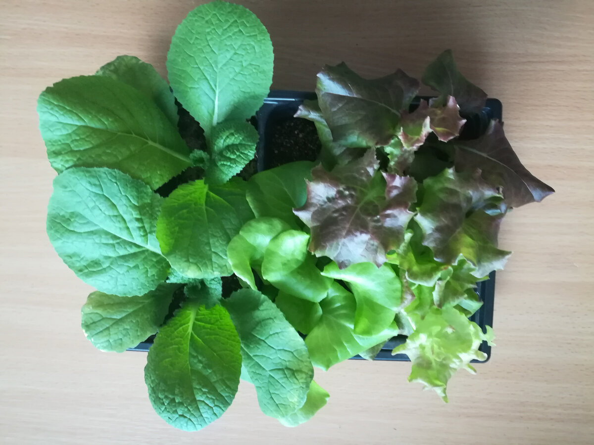       Питомцы подросли и хотят покинуть отчий дом.