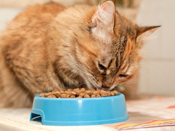 https://st2.depositphotos.com/1000948/8883/i/950/depositphotos_88833770-stock-photo-cat-eats-dry-food.jpg