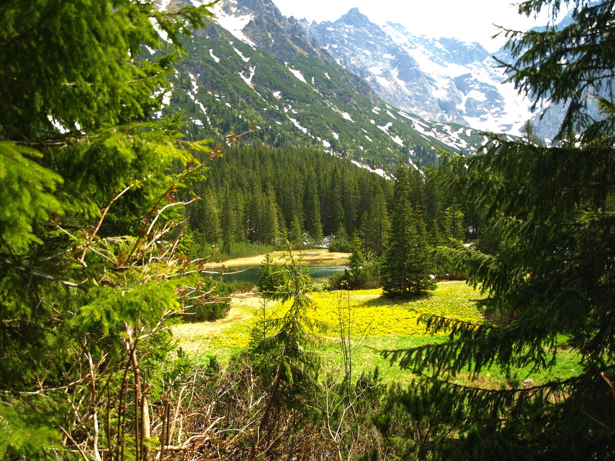 Карпатские горы Польша