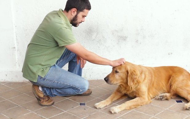 Научить собаку сидеть по команде - одно из самых простых действий, которым вы можете научить, и обычно это первая команда в базовой дрессировке послушания.