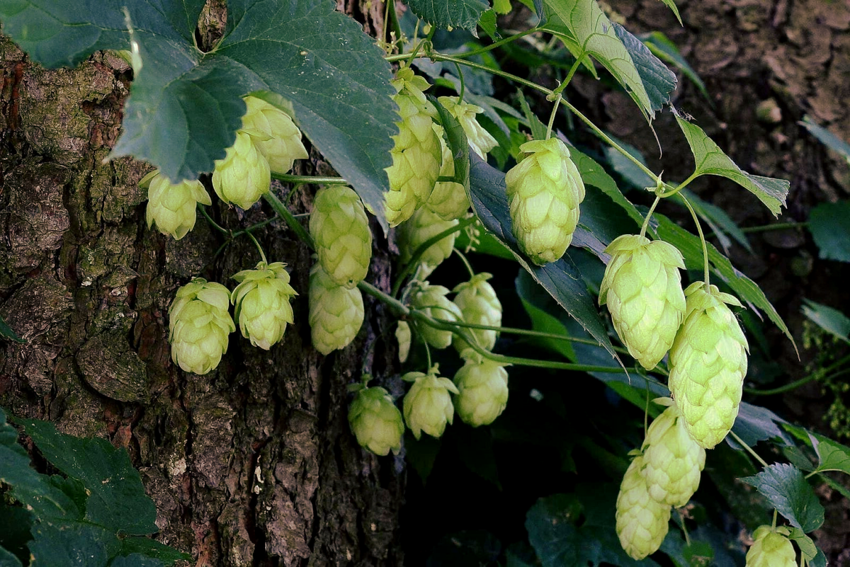 Фото из открытого источника