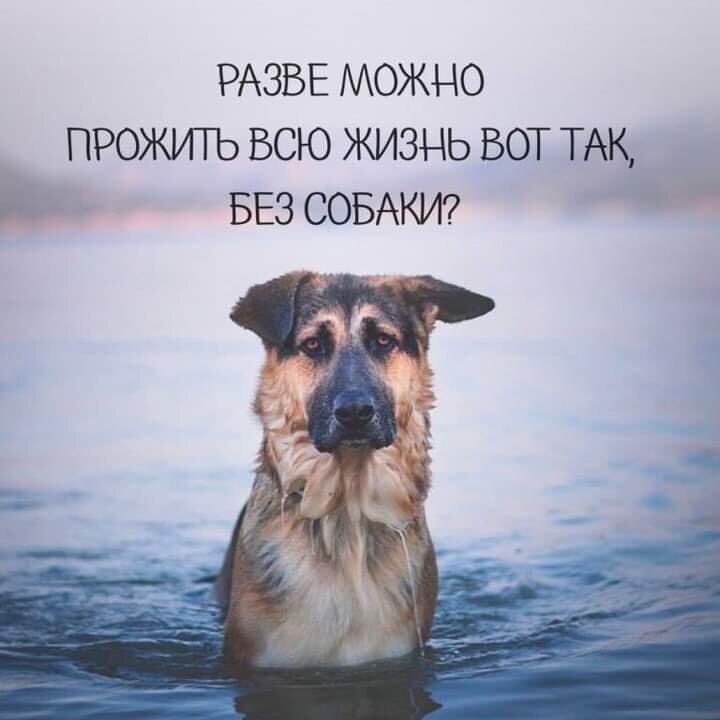 Вся Семья уехала по делам с утра и я решил покемарить в тишине....А мне было очень хорошо,кошки вышли после завтрака на веранду,я поносился самостоятельно по дому и вырубился...Засыпая я думал о том,как же повезло,мне,такому маленькому таксу.Родители и дети любят меня,они доверяют мне,оставляя одного дома,кошки не в счет,как Вы понимаете,вот так целый дом на мне одном,и я не хочу шкодить, можно поиграть с фантиком или своей игрушкой, не хочу грызть обувь или мебель драть,кусать. Все новое и чистое, я вижу как ухаживают все родители за Домом,где в уюте живет вся наша большая Семья. И я веду себя прилично,чтобы все испытывали радости от общения с таксовым щенком: я похрапываю,когда сплю, когда сплю крепко,могу  упасть со своего кресла (раньше оно было Мамино,для чтения,ее читательское,я отжал) и,кто-то, постелил мне мягкую вязанную пеленку,чтобы я,если падал,падал на мягкое,а не на плитку,хотя в доме теплый пол; кушаю  все,что дают,не привереда, и пью все,ну,т.е. воду,молоко.Дружу с кошками,Буша _стервозный характер шипит с утра и больше не шипит в целом дне,а Кися - друг навеки наши,она меня погребает к себе и урчит мне. Понимаю я ,что как нам,всем животным,хорошо в Доме, и как хорошо моим со мной.Все,я спать)