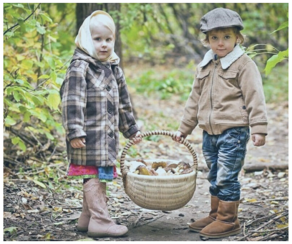 грибов в лесу ....