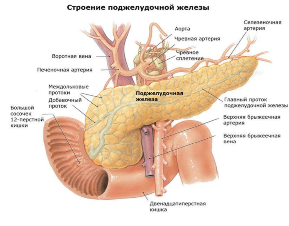 Где расположена поджелудочной железы. Строение поджелудочной железы человека. Tuber omentale поджелудочной. Строение поджелудочной железы анатомия. Анатомические структуры поджелудочной железы.