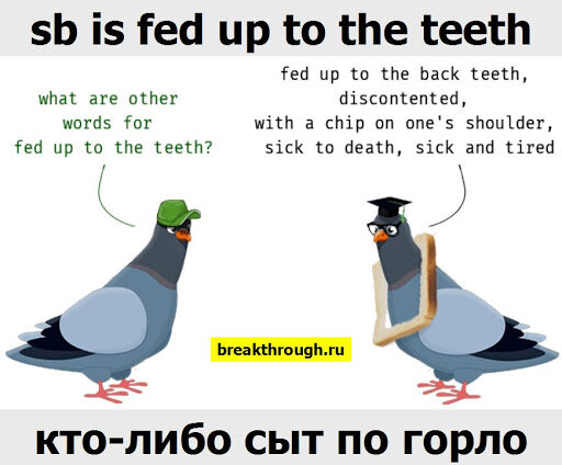 Fed up перевод. Дав голубь. Предложения с Feed up with. Идиома Feed the Rain как понять.