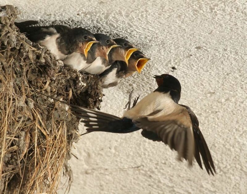 Как помочь ласточке свить гнездо на вашем участке | Азбука огородника ...