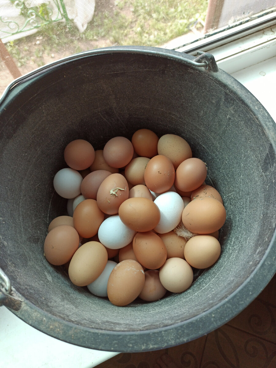 Утренний сбор яиц