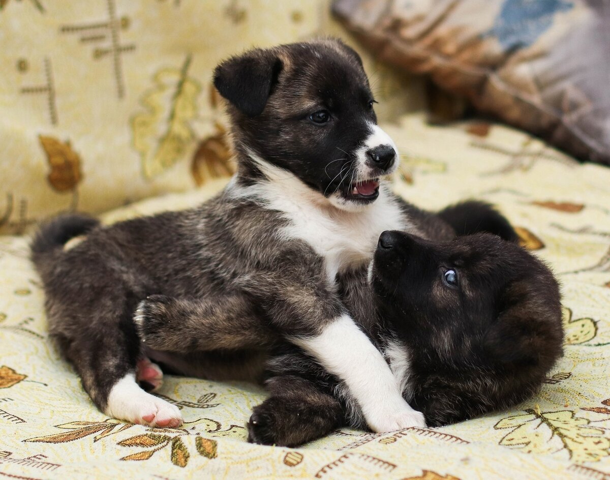 Породистые собаки в дар. Часть 6 | Ирина Дорн 🐶🐱 | Дзен