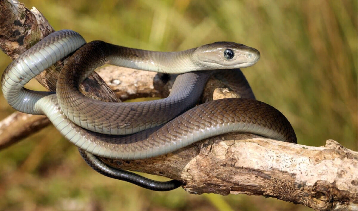 Мир про змей. Чёрная мамба змея. Африка змея мамба. Ядовитая змея черная мамба. Чёрная мамба Dendroaspis polylepis.