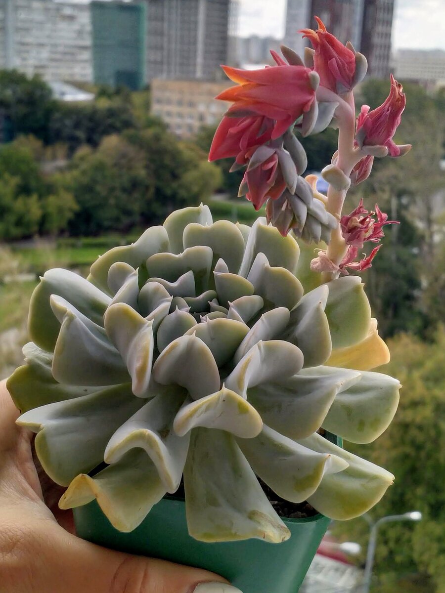 Эхеверия Топси-Турве