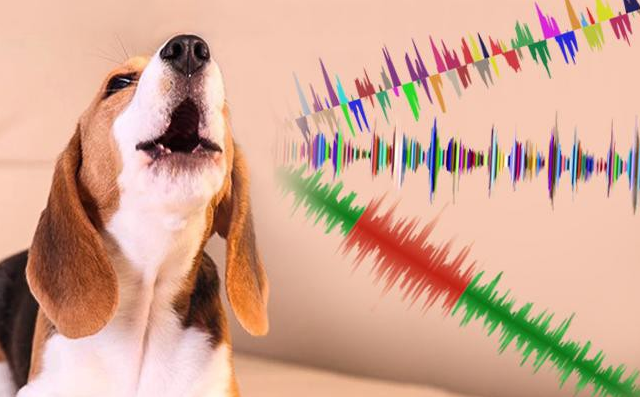 Почему собаки звук