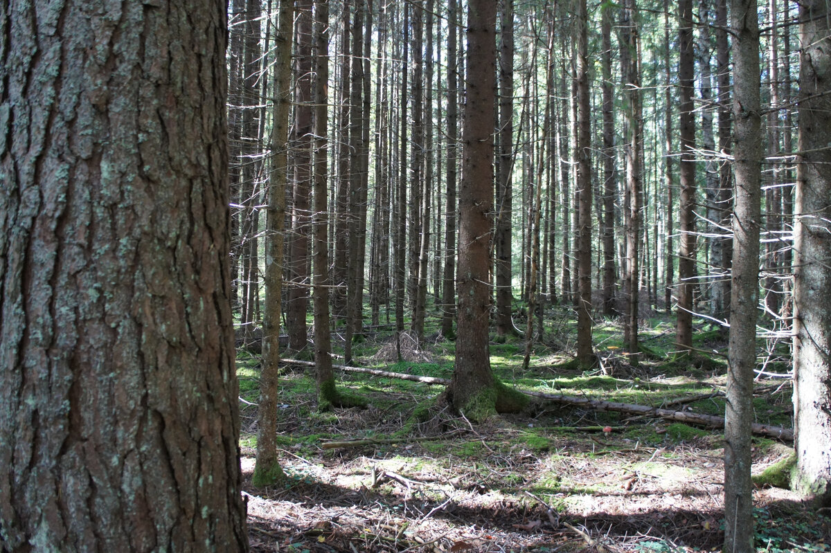 В лесу. Фото автора