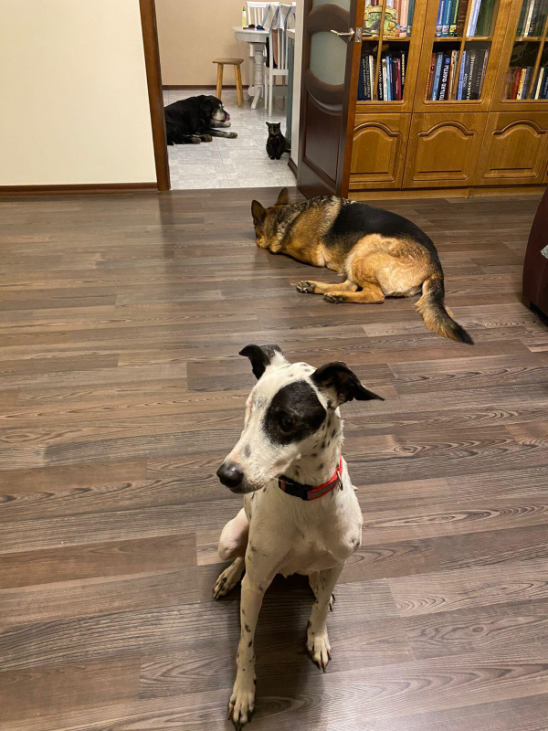 приют спасенная душа астрахань