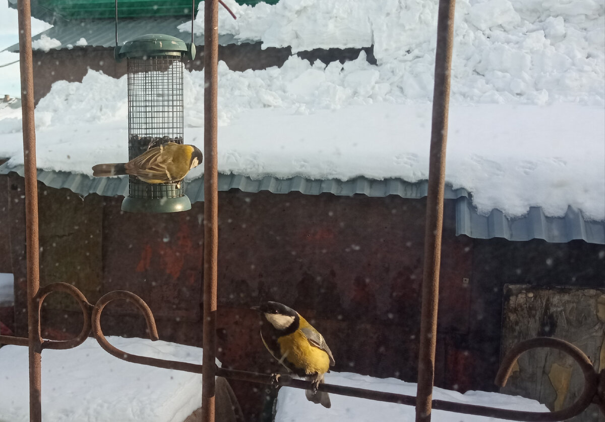 Та самая кормушка. Я вычитала, что птицам важно создать трудности, чтобы они не расслаблялись и не жирели от халявных семок. Из этой кормушки еду надо выковыривать