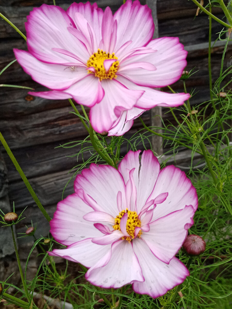 Этот с того же куста, что и первый