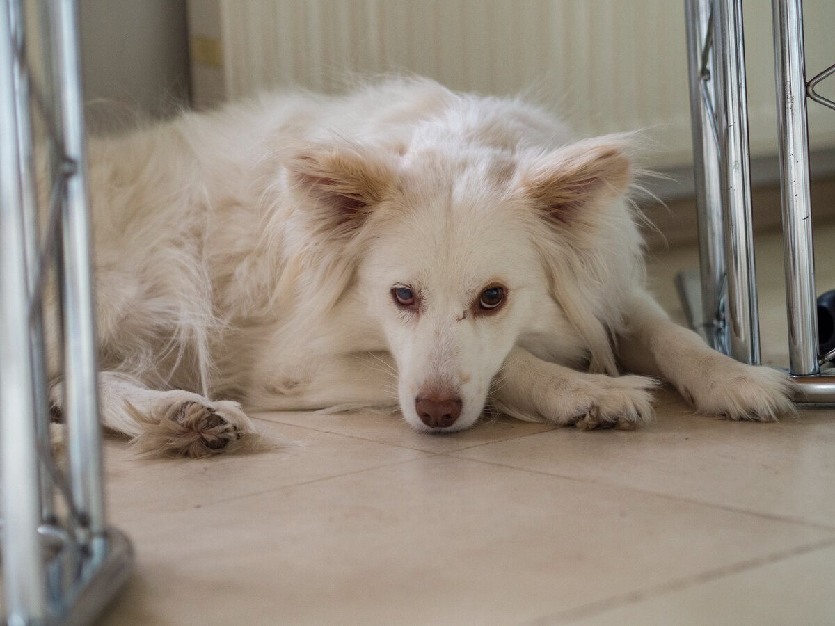 Ничего, если у вас образовались свои важные дела. Белочка будет рядом отдыхать и мечтать о чем-то совершенно особенном.