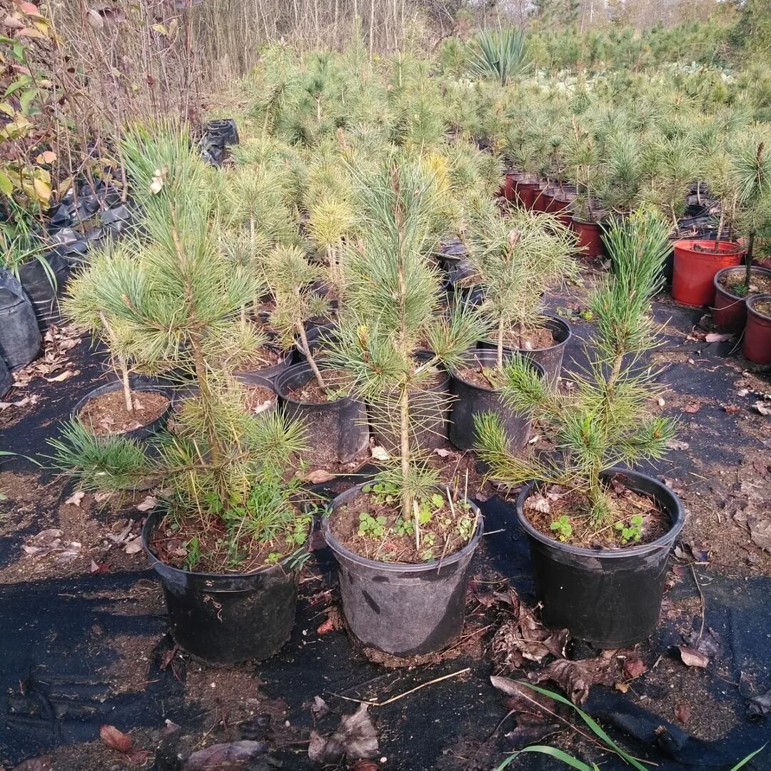 Фото из Нашего Питомника!