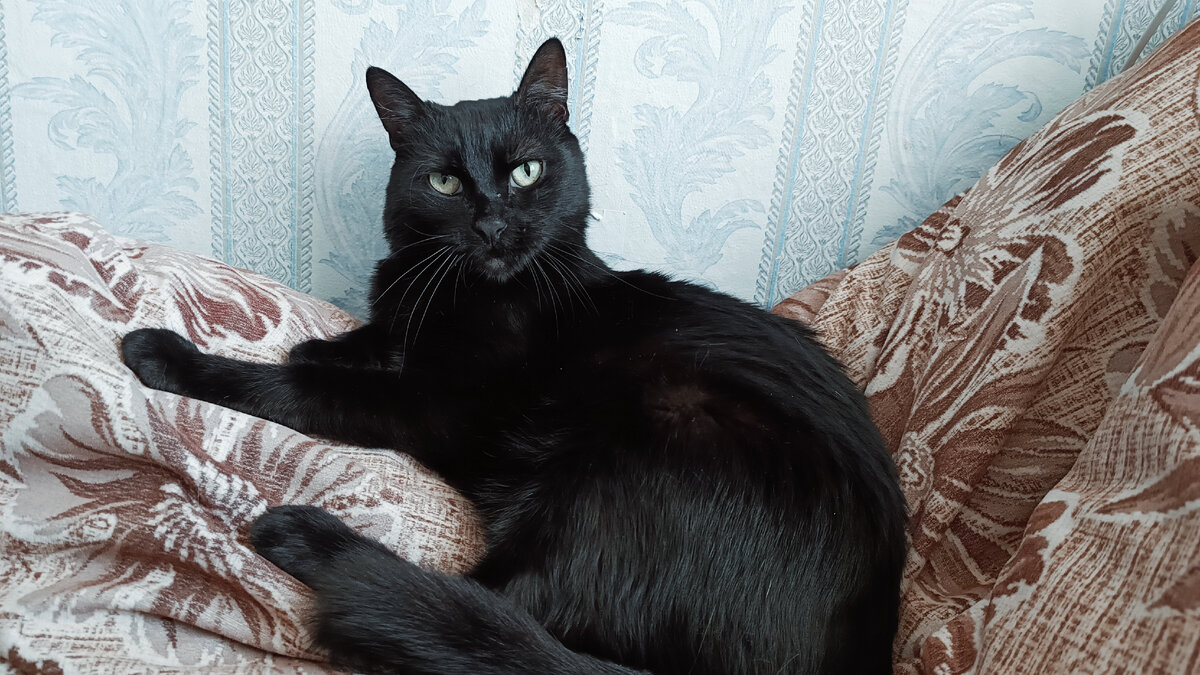 Всем хорош кот, но есть один нюанс. 
