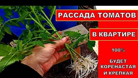 Рассада помидор в домашних условиях: как посеять и вырастить здоровую рассаду томатов