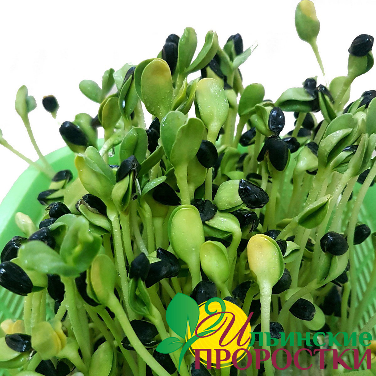 Микрозелени подсолнечника 